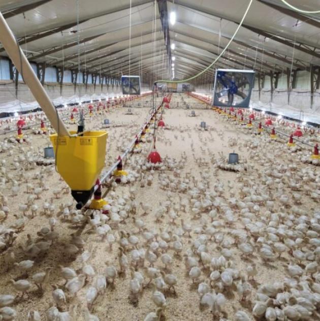 Aviaria, allarme dell'Oms: "Prossima potenziale pandemia". E Bassetti rincara: "Più mortale del Covid"