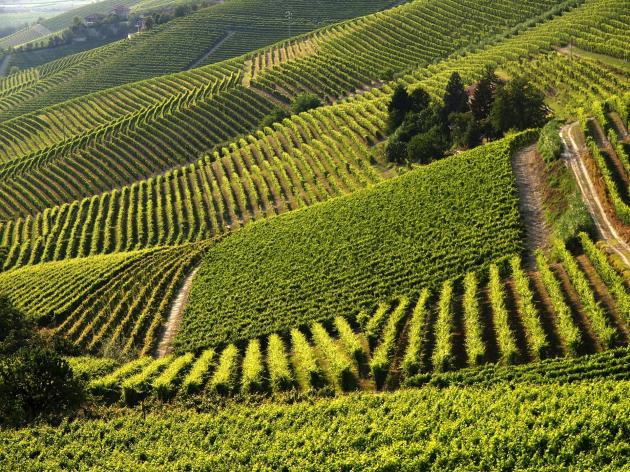 vigneti Monferrato 