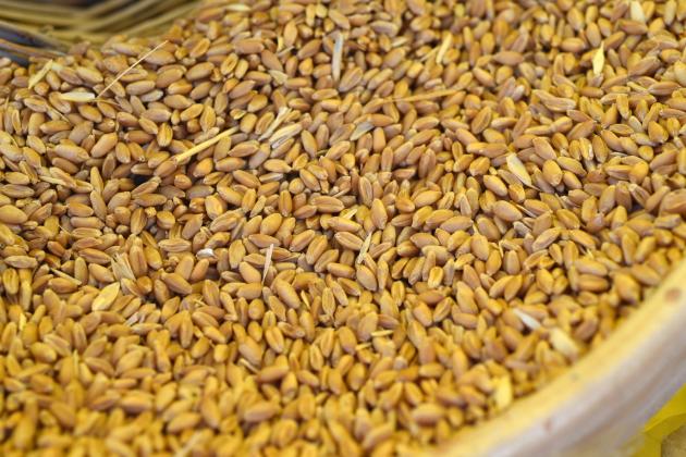 Grano ucraino, la Polonia vara stop all'importazione: “Danneggia i nostri agricoltori”