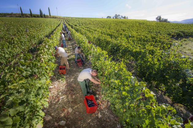 Marchesi Frescobaldi