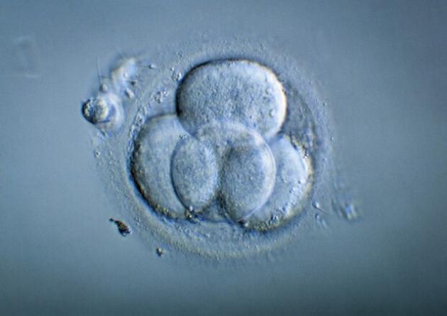 Embrioni umani sintetici con cellule staminali: arriva l'uomo in grado di costruire artificialmente