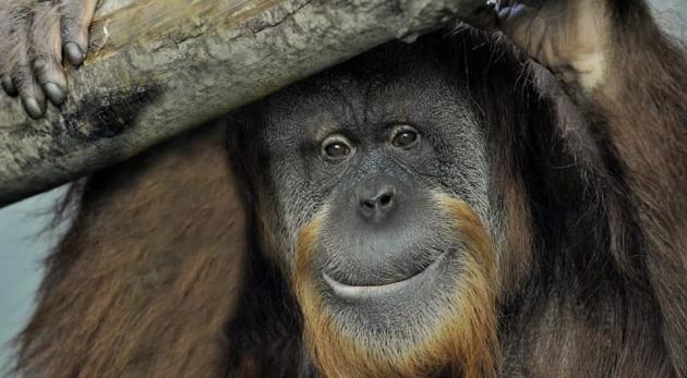 Orango Zoe del bioparco di Roma morta per infiammazione polmonare: aveva 37 anni