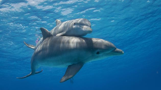 Rotary. A Savona il 23 settembre Convegno su fauna marina e biodiversità