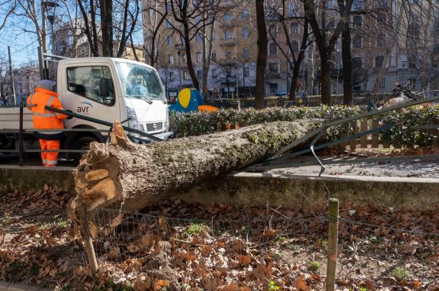Maltempo Milano, 50 mln di danni e 5mila alberi abbattuti. Sala: “Piano per ripristinare il verde”. Magari senza palme e banani