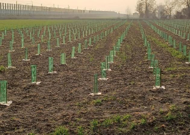Arbolia, due nuovi boschi urbani inaugurati a Fano e Treviglio (Bergamo)