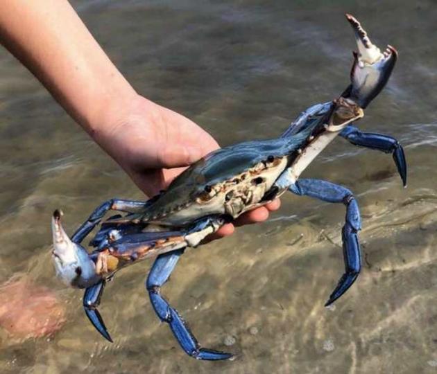 Granchio blu, Zaia: "Stato d'emergenza, a rischio allevamenti vongole"; lo chef Corelli: "Mangiamolo, molto nutriente"