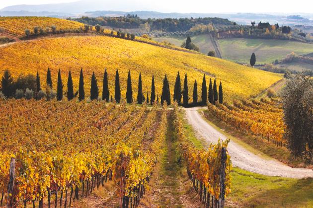 Vigneto toscano