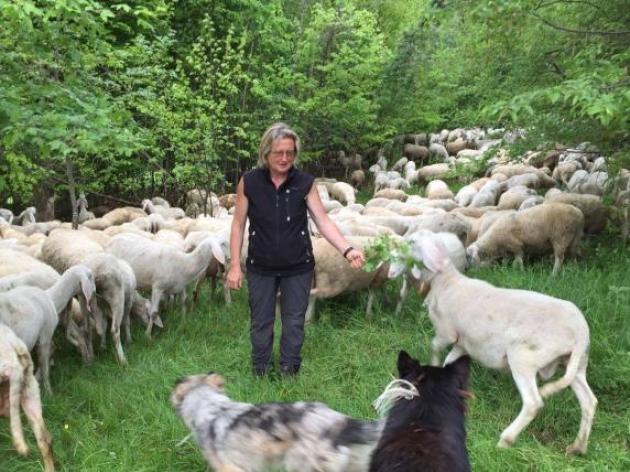 Covid, senza mascherina con il gregge in campagna durante il lockdown, Zaia annulla la multa di 400€ ad una allevatrice