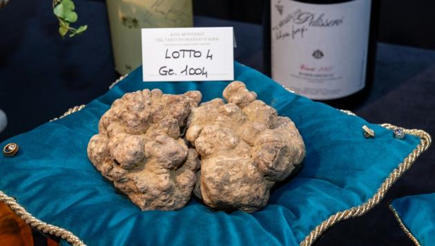 Alba, battuto il tartufo bianco più caro al mondo per il prezzo di 130mila euro aggiudicato ad Hong Kong