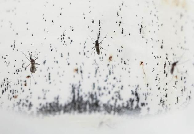 Dengue, Argentina decreta emergenza sanitaria per l’epidemia, il web: “Milei sfrutta l’onda lunga del Covid per mettere tutti a tacere”