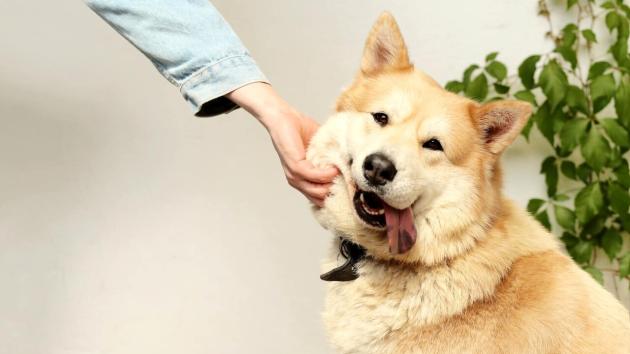 Cani come figli, in Argentina in caso di separazione gli ex compagni si divideranno la custodia