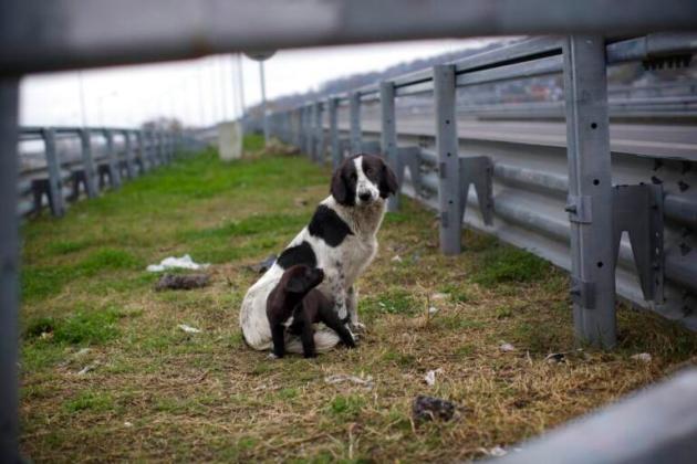 Animali, sette anni di carcere e ritiro della patente a chi li abbandona in strada e causa incidenti, Brambilla: "Ora ci penseranno due volte"