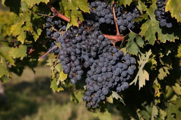 PrimAnteprima, vini toscani
