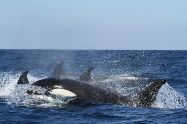 A Gibilterra un'orca affonda una barca a vela: sarà vendetta verso l'uomo o un gioco finito male?
