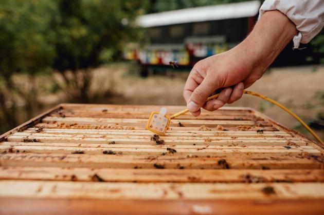 Edison Next, al via la partnership con 3Bee per tutela e rigenerazione biodiversità con progetti per insetti impollinatori