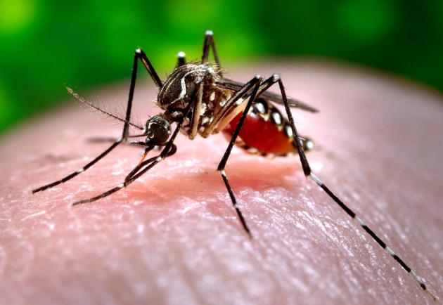 Genova. un altro caso di Dengue, scatta la disinfestazione nei quartieri Foce, Albaro e Castelletto