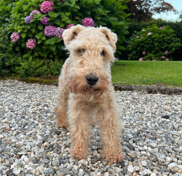 Addio a We-Go, il mio cane impavido, "dimmi tu quando ti sembra che soffra troppo", ma io quel troppo non lo sapevo giudicare