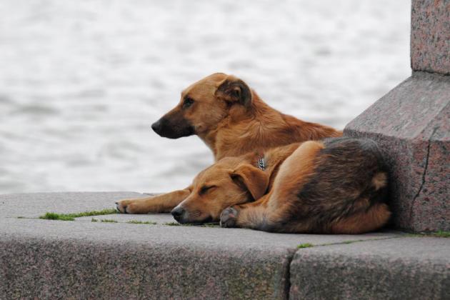 Mars, pubblicato Report “State of Pet Homelessness”: 35% degli animali domestici a livello globale vive per strada