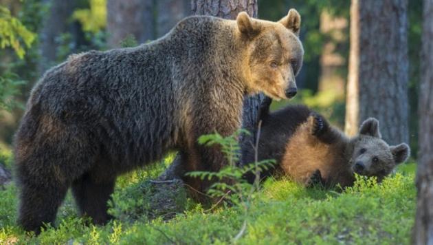 Trentino, orsa Kj1 uccisa, l'appello di Meta al Presidente Sergio Mattarella: intervenga e rimuova Fugatti
