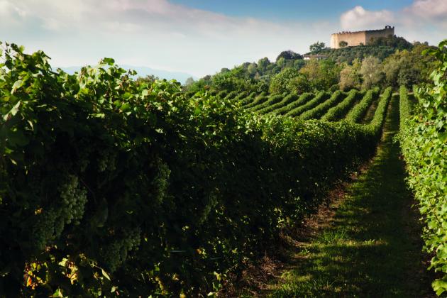 Vigna Asolo