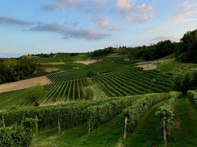 Tempo di degustazioni, funghi e tartufi: conoscere cibo e vini del Piemonte, fra Barbaresco, Barbera, Dolcetto e Barolo