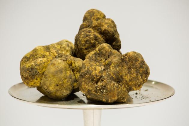 Asta mondiale del Tartufo d'Alba: il lotto finale da meno di un chilo aggiudicato a Hong Kong per 140mila euro