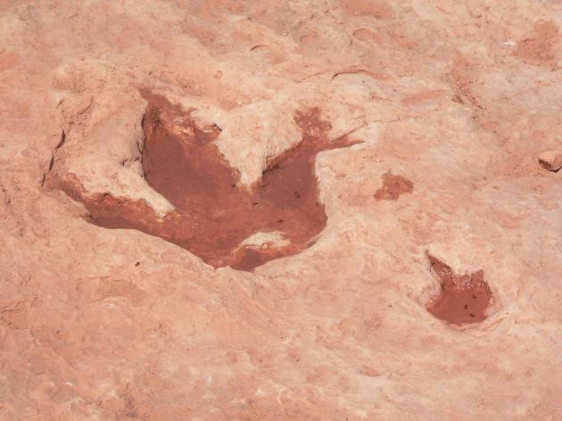 Argentina, scoperta la più grande presenza di dinosauri mai registrata a nord, centinaia di impronte datate fino a 90 milioni di anni