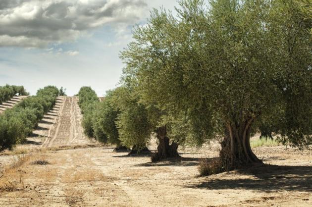 Oliveti
