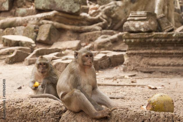 Nel celebre sito Unesco della Cambogia, Angkor Wat, le scimmie selvagge assaltino e mordono i turisti
