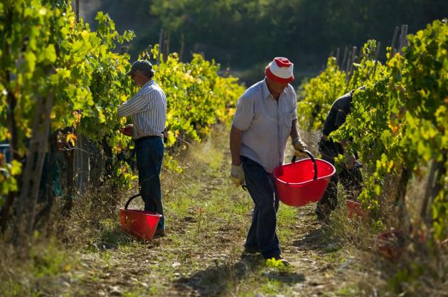Pro.Vi.Mu l’associazione dei Produttori di Vino del Mugello 