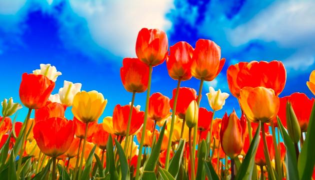 tulipani (da Pixabay)
