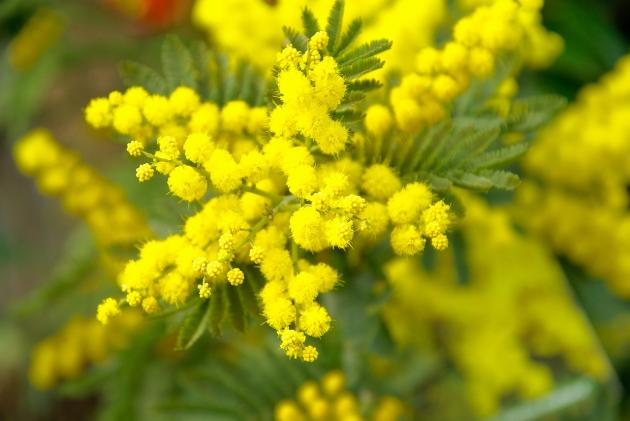 La vera storia della Festa della donna, le origini in Russia e il significato, ecco perché si festeggia l'8 marzo