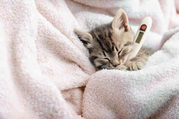 L'influenza aviaria più letale nei felini