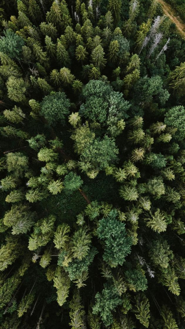 La Norvegia è il primo Paese al mondo a vietare il taglio raso degli alberi, un passo decisivo nella lotta contro la deforestazione e il cambiamento climatico