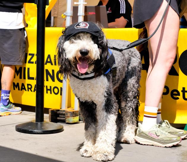 Arcaplanet Dog Run 2025