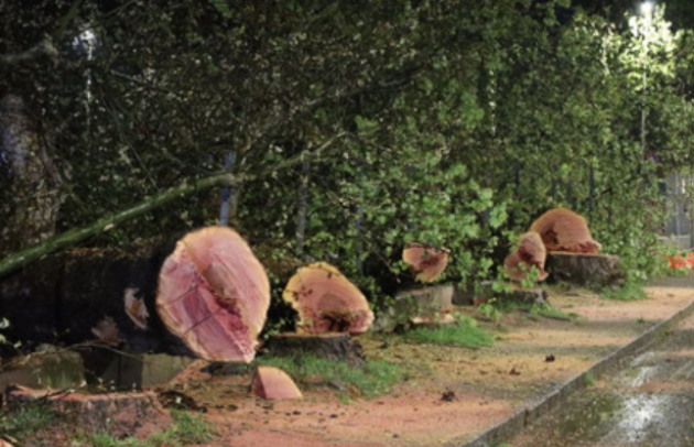 Asti, 7 alberi secolari abbattuti in meno di un'ora per far spazio a un negozio Lidl, ira dei cittadini: "Uno scempio, quei platani erano sani e dei veri monumenti"