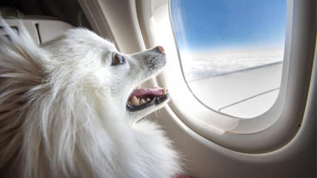 Aerei, cani e gatti potranno viaggiare in cabina e gli esemplari di maggiori dimensioni occupare anche il sedile