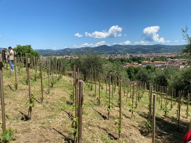 Prima vigna urbana di Firenze
