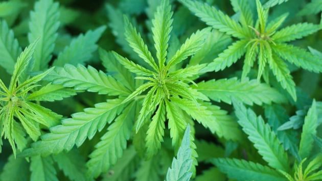 Mangiano caramelle alla marijuana rubate da una valigia a Fiumicino e 4 addetti ai bagagli finiscono in overdose