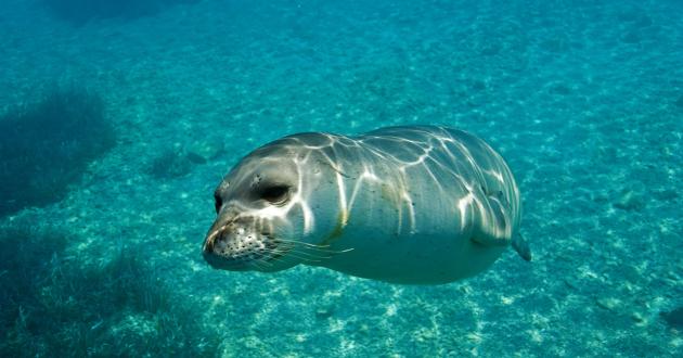 La foca monaca è tornata dopo anni nelle acque del golfo di Napoli