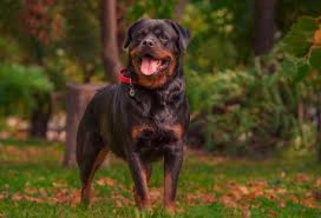 Rottweiler
