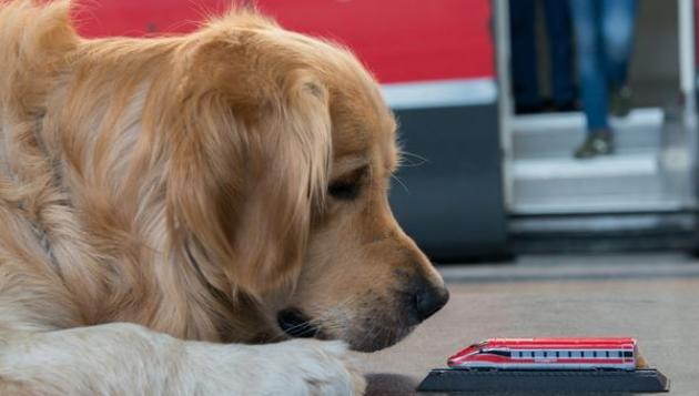 Trenitalia,  fino al 15 settembre 2025 i cani viaggiano gratis su Frecce, Intercity e IC Notte senza trasportino se muniti di museruola  