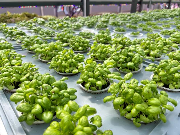 Eni, progettata una serra aeroponica hi-tech per rifornire i ristoranti aziendali e promuovere sostenibilità e innovazione