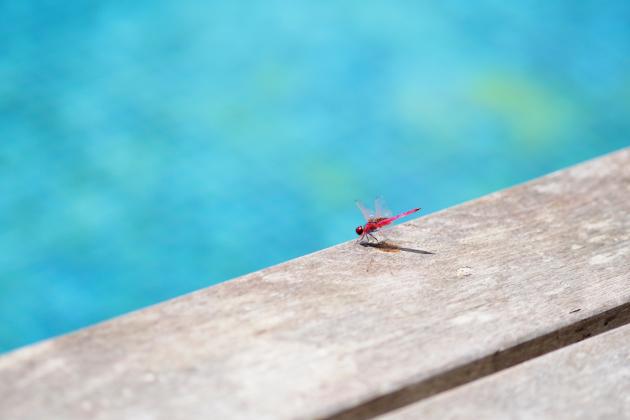Il Guardiano della Piscina, dal ciclo “racconti assurdi” (situazioni anomale che potrebbero verificarsi nel nostro quotidiano)