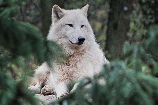Animali in casa, proibito tenere lupi, orsi, marmotte e castori, permessi pappagalli, gechi, tartarughe di terra e merli indiani
