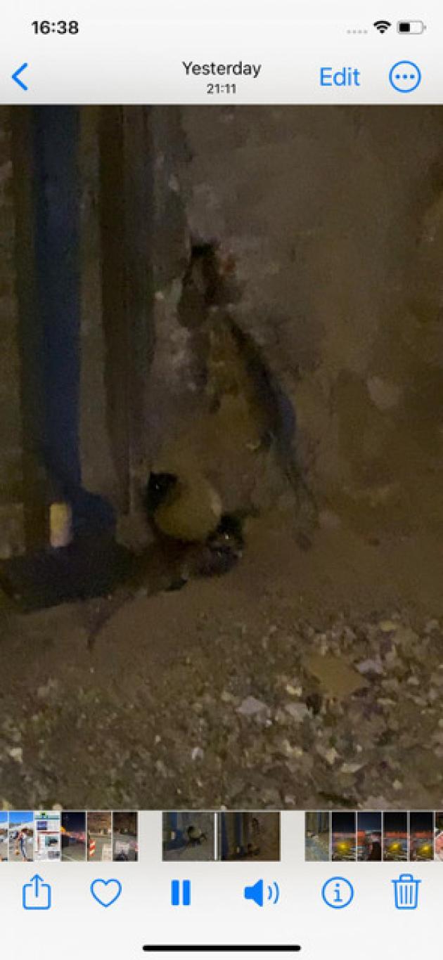 Giorgia canta e io ballo con i topi in piazza Plebiscito. Dedicato a San Gennaro, rosso di vergogna. Ma c’é puzza anche di sfruttamento giovanile di ragazzi  che lavorano dietro le quinte, cinque euro