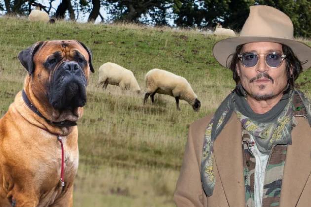 Uk, cane bullmastiff di Johnny Depp Sbrana 2 pecore in fattoria dell’East Sussex, azzannati e uccisi i bovini dopo essersi liberato da guinzaglio