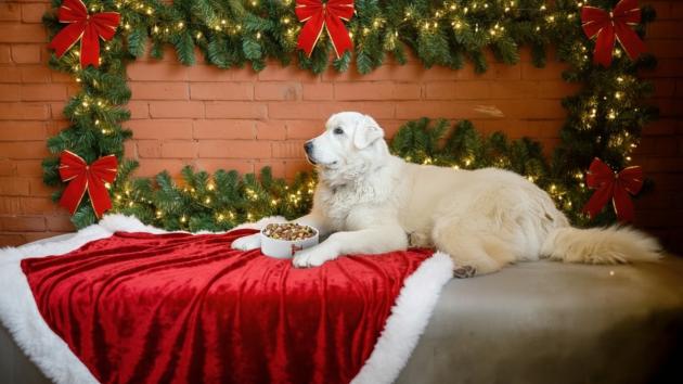Natale senza stress, Real Bowl semplifica le feste dei proprietari di cani con abbonamenti per pappe fresche fino a 45 giorni fuori dal frigo 
