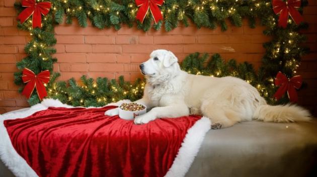 Real Bowl, alimentazione con ingredienti Human Grade, pensata per favorire un apporto nutritivo equilibrato e  sostegno al sistema immunitario del cane