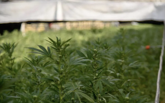 Milano, 23enne turco Erdem A si getta dalla finestra dopo aver fumato cannabis light in via Antonio da Recanate, fratello: "Urlava frasi senza senso"